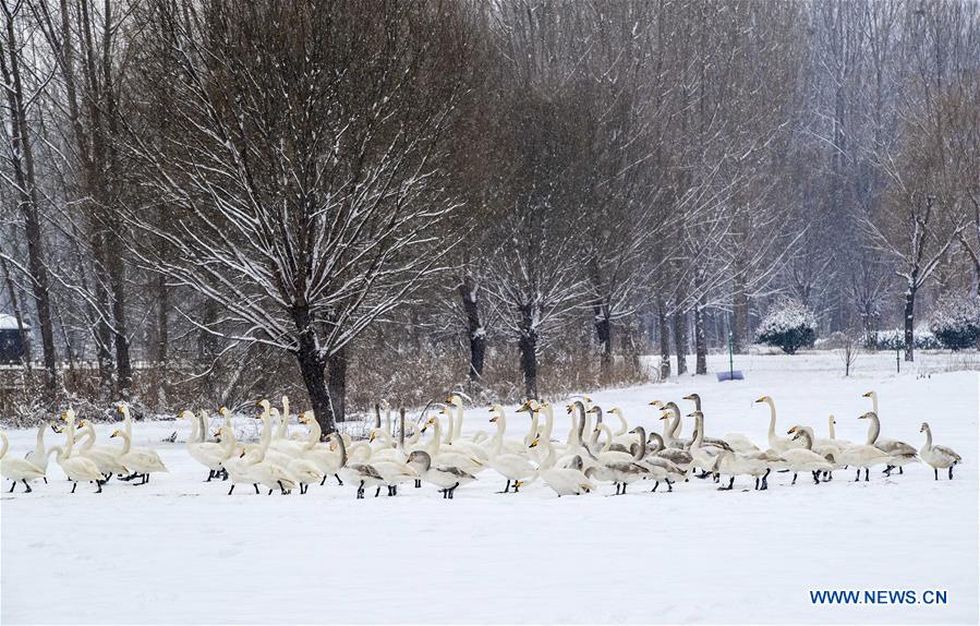 #CHINA-SHANXI-SNOWFALL-SWAN (CN)