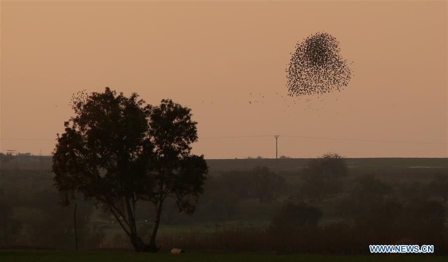 ISRAEL-OFAKIM-STARLINGS