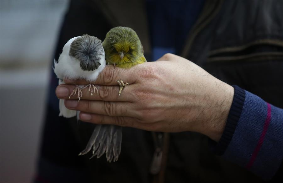 MIDEAST-NABLUS-CANARY BIRDS-BREEDER