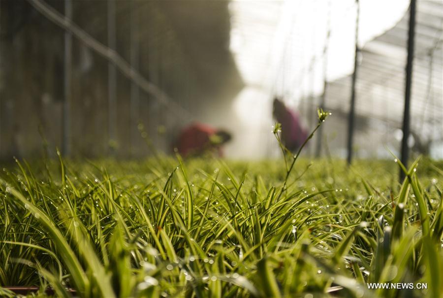 #CHINA-SPRING-FARM WORK (CN)