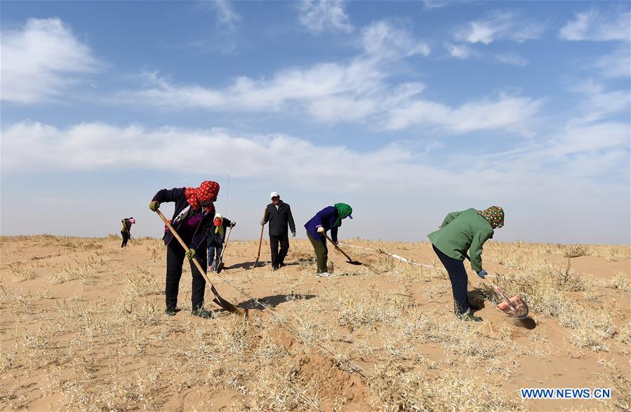 CHINA-INNER MONGOLIA-DESERT-GREENING (CN)