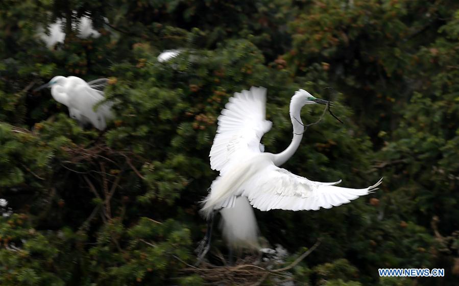 CHINA-JIANGXI-EGRETS (CN)