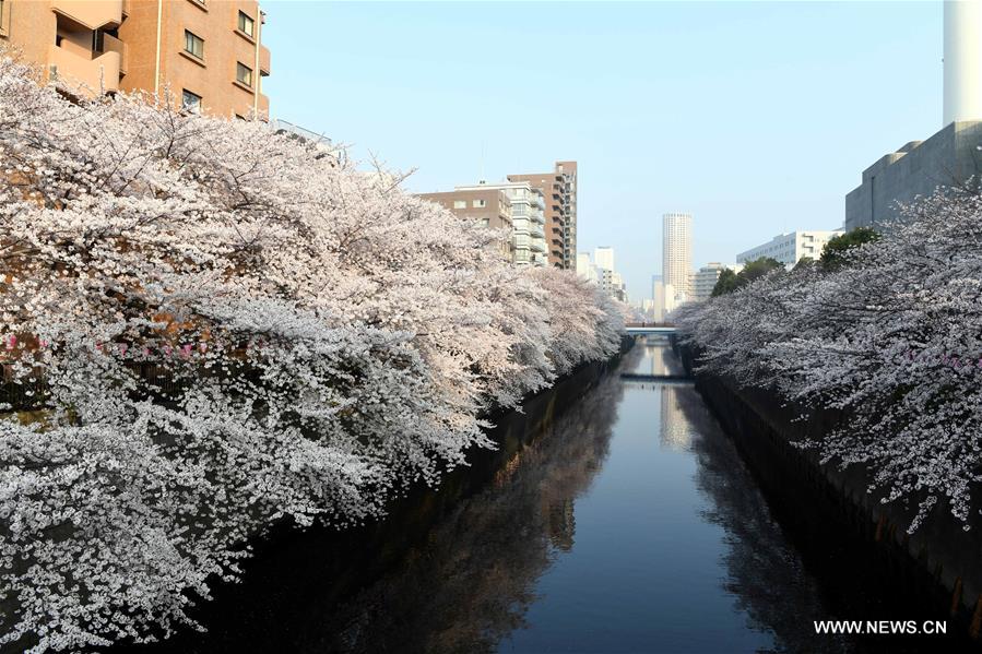 JAPAN-TOKYO-CHERRY BLOSSOMS