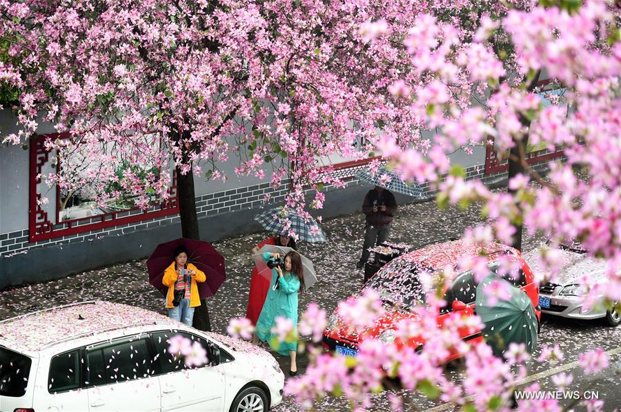 #CHINA-GUANGXI-LIUZHOU-BAUHINIA BLOSSOMS (CN)