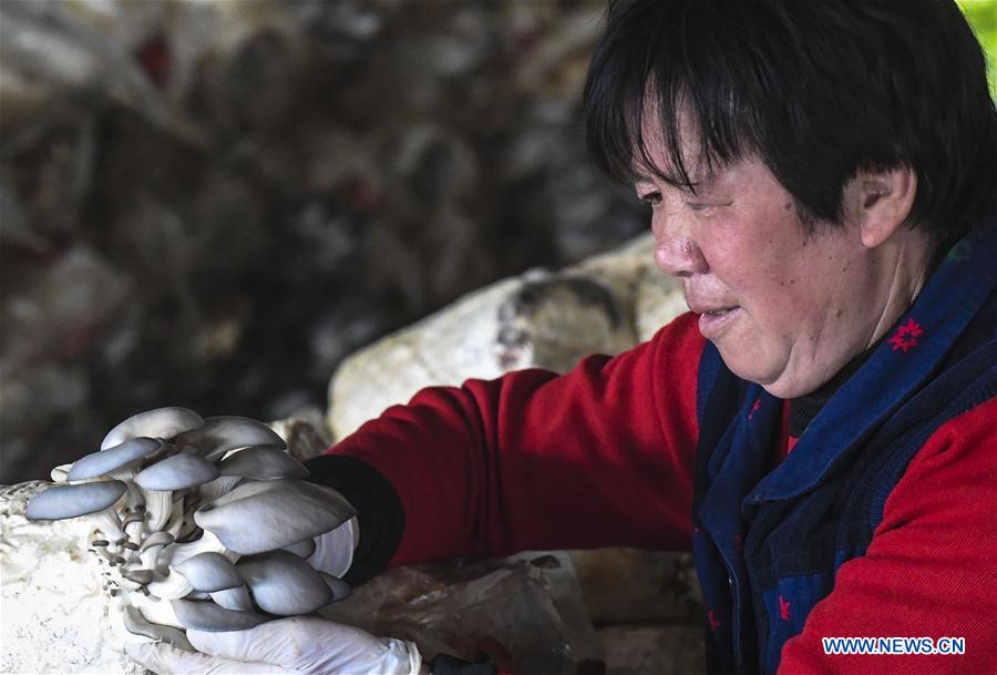 CHINA-HEBEI-AGRICULTURE-MUSHROOM (CN)