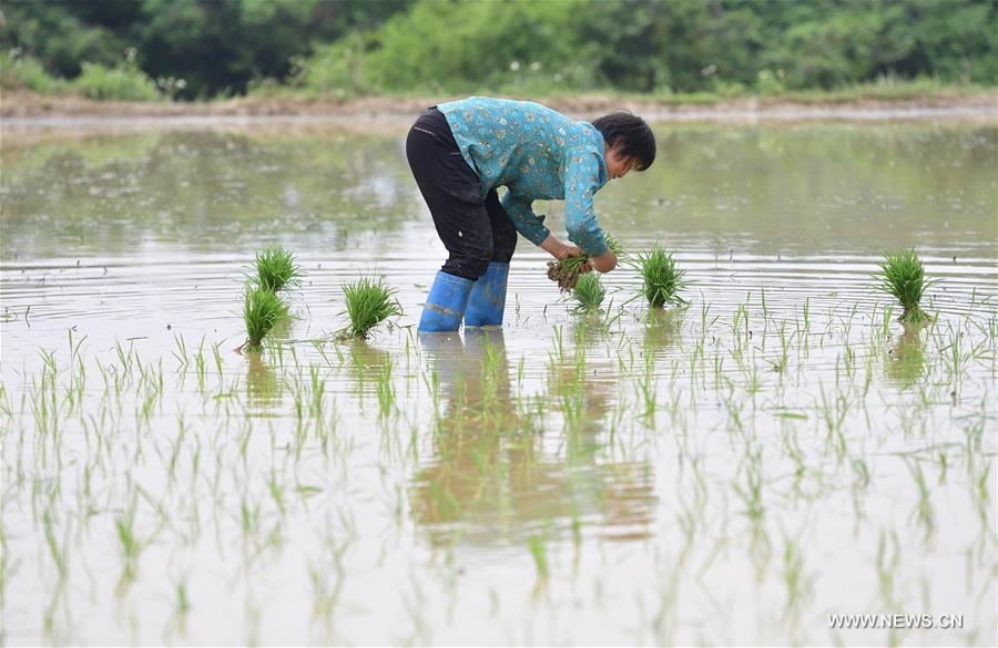 CHINA-SPRING-FARM WORK (CN)