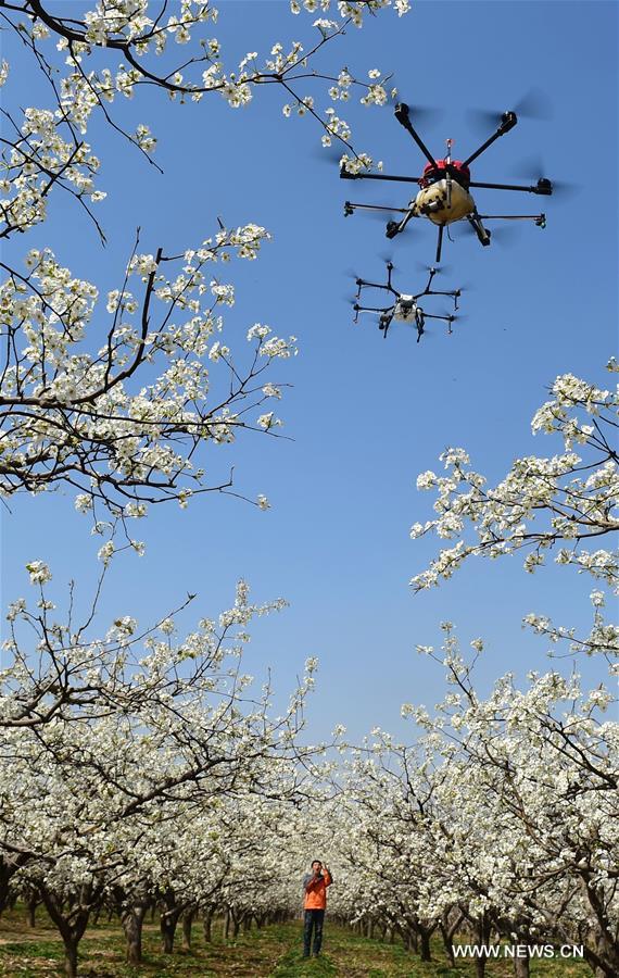 #CHINA-HEBEI-DRONE-POLLINATION (CN)