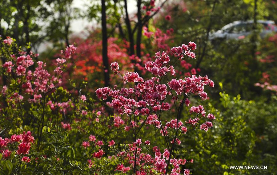 CHINA-ANHUI-JINZHAI-AZALEA FLOWER (CN)