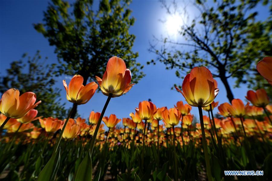 CHINA-CHANGCHUN-TULIPS(CN)