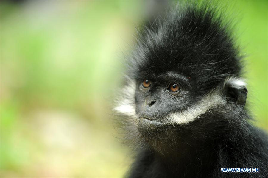 #CHINA-GUIZHOU-FRANCOIS'S LANGUR (CN*) 