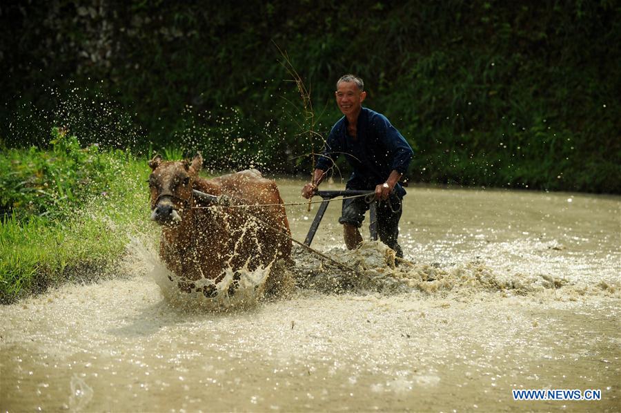 CHINA-GUIZHOU-LIPING-TRADITIONAL PLOUGH (CN)