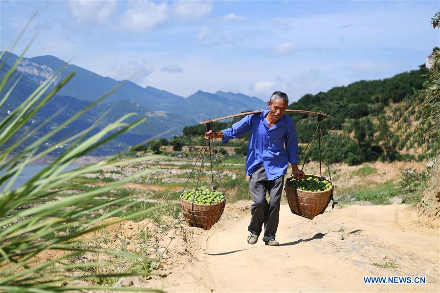 CHINA-CHONGQING-PLUM HARVEST (CN)