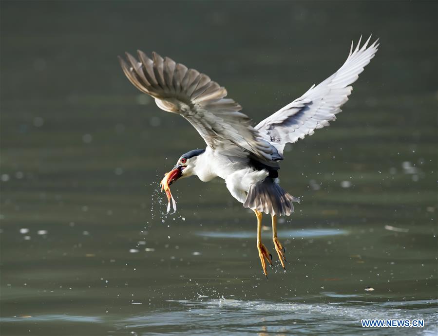 CHINA-FUZHOU-NIGHT HERON-CATCHING FISH(CN)