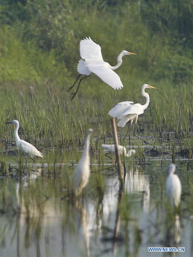 #CHINA-JIANGSU-EGRETS(CN)