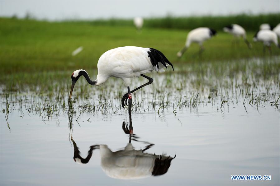 CHINA-HEILONGJIANG-QIQIHAR-NATURE RESERVE (CN)