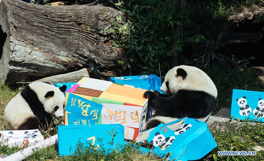 AUSTRIA-VIENNA-GIANT PANDA-BIRTHDAY