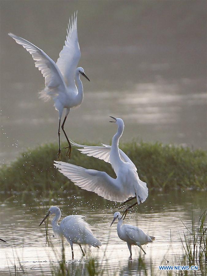 #CHINA-JIANGSU-HUAI'AN-EGRETS (CN)