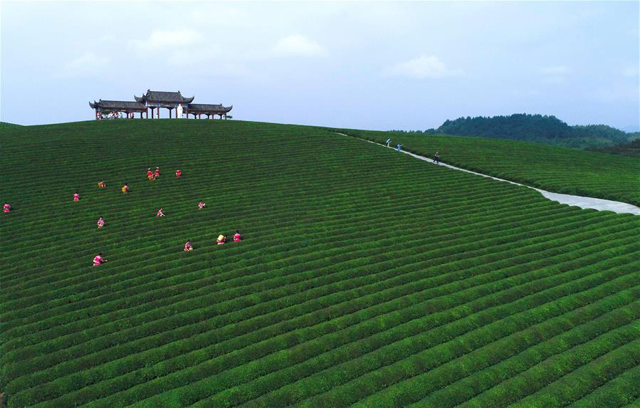 #CHINA-GUIZHOU-TEA PLANTATION-SCENERY (CN)