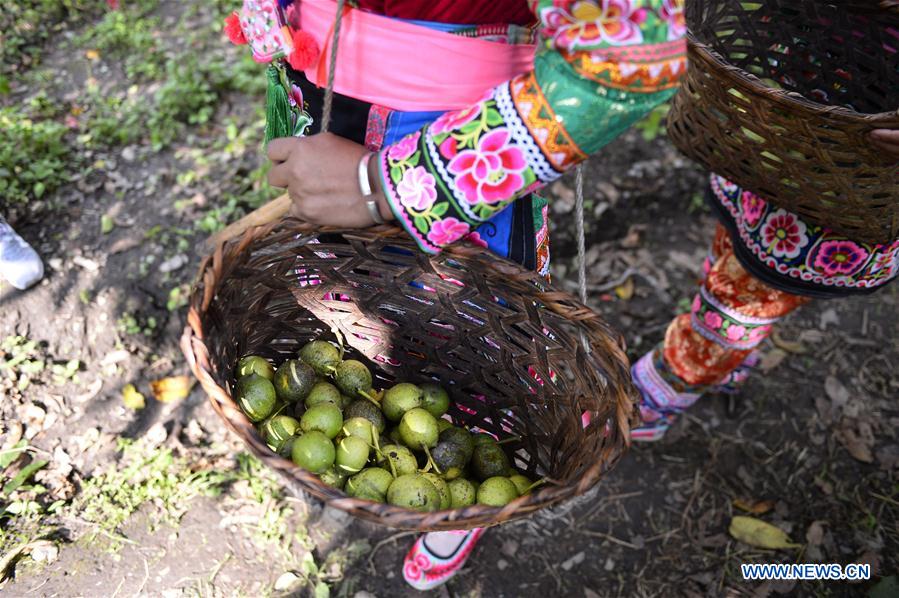 CHINA-YUNNAN-YANGBI-WALNUT PICKING FESTIVAL-TOURISM (CN)