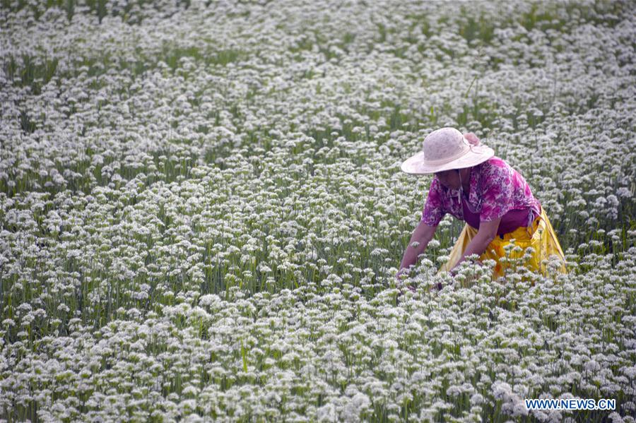 #CHINA-SHANDONG-GARLIC CHIVES FLOWERS-HARVEST (CN)