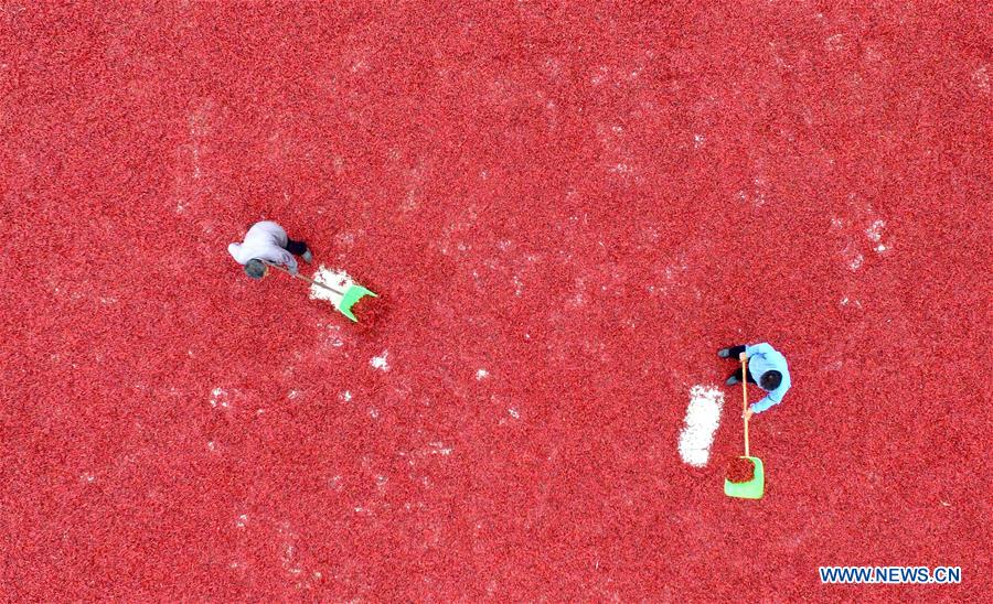 CHINA-HEBEI-RED PEPPER-HARVEST (CN)