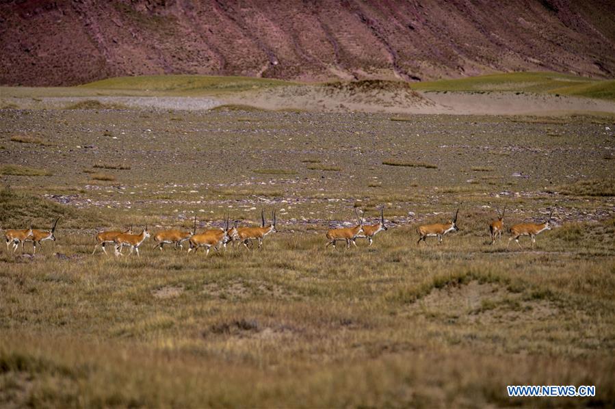 #CHINA-TIBET-ALI-AUTUMN-SCENERY (CN*)