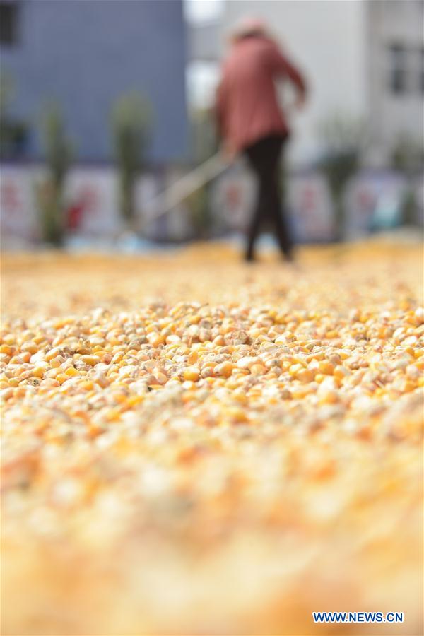 #CHINA-AUTUMN-FARMWORK (CN)