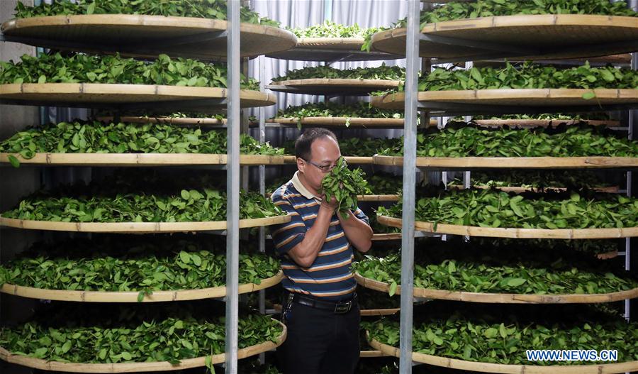 #CHINA-FUJIAN-AUTUMN TEA-HARVEST (CN) 