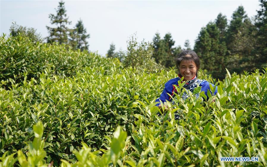 CHINA-JIANGXI-TEA GARDEN (CN)