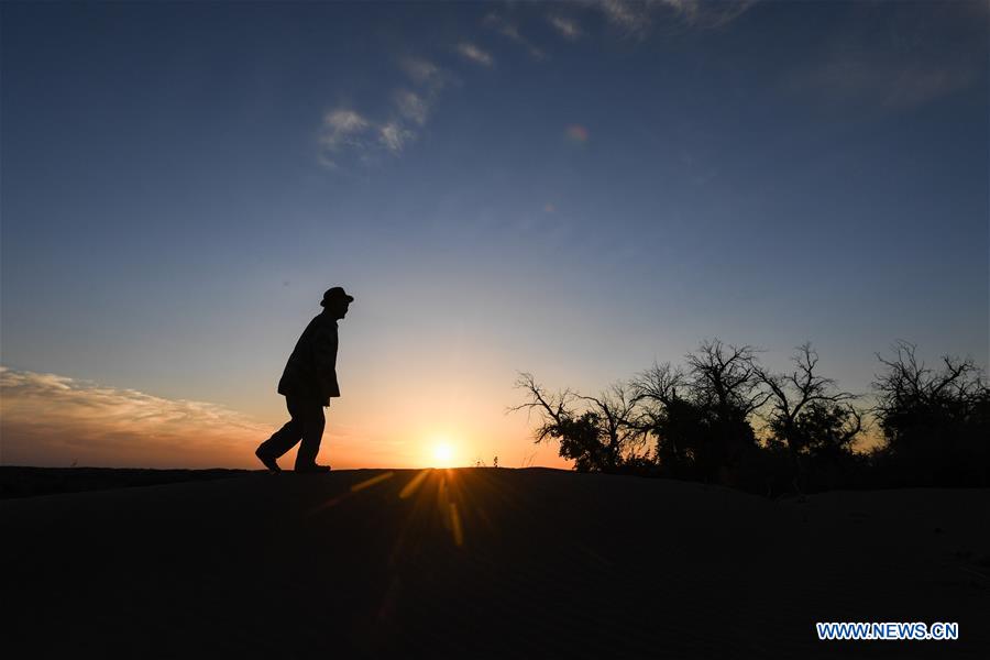 CHINA-INNER MONGOLIA-DESERT POPLAR (CN)