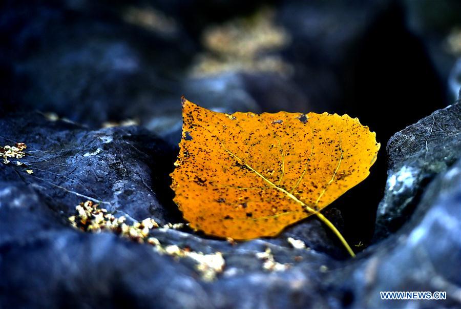 #CHINA-JIANGSU-AUTUMN-LEAVES (CN)