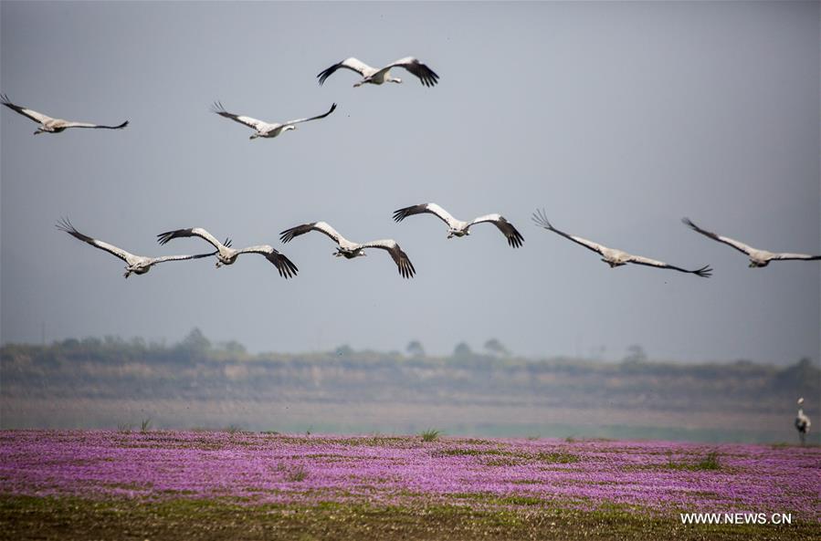 CHINA-JIANGXI-POYANG LAKE-MIGRATORY BIRDS (CN)