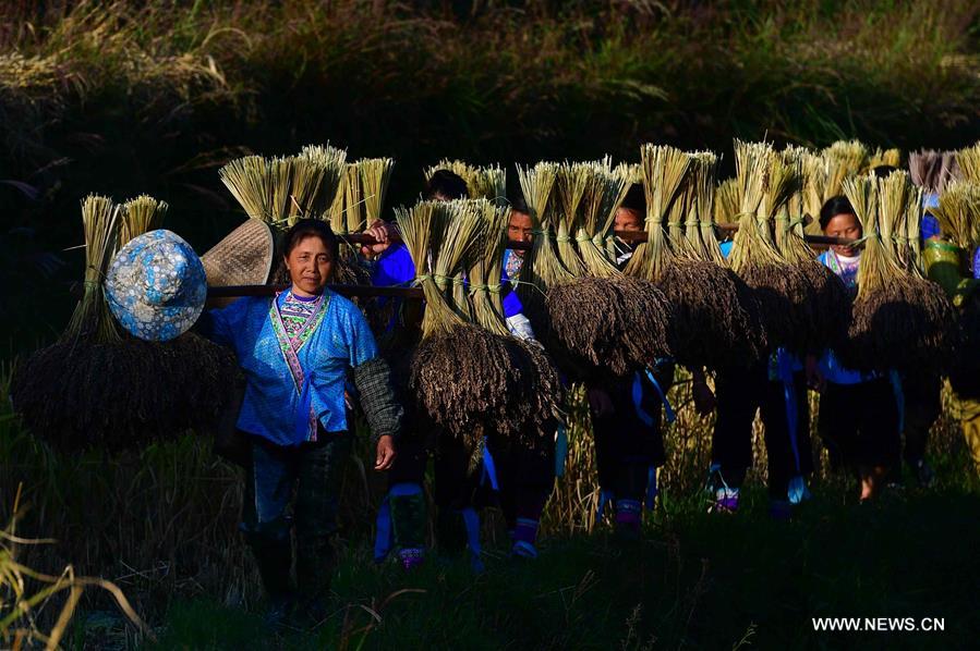 CHINA-GUANGXI-ANTAI-RICE-HARVEST (CN)