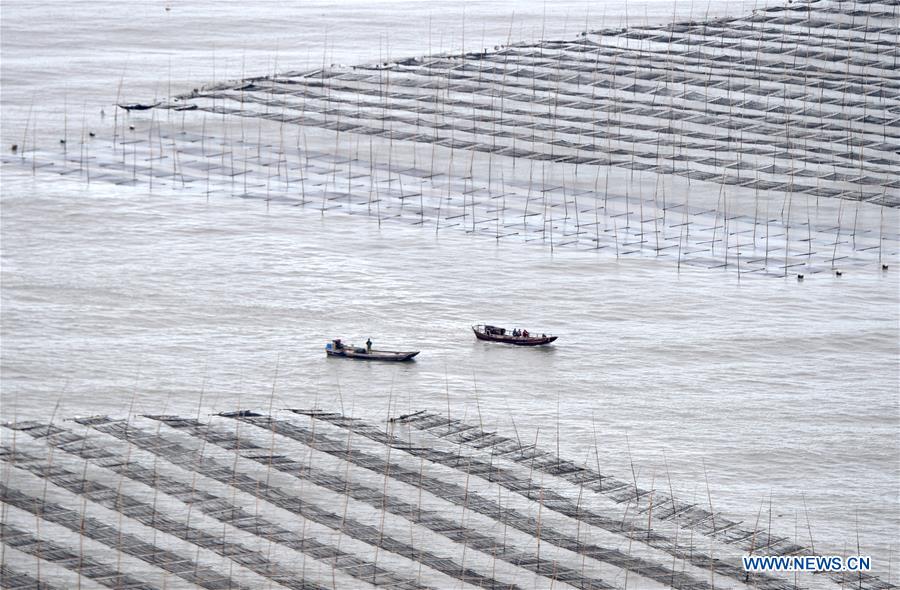 CHINA-FUJIAN-XIAPU-SEAWEED-HARVEST(CN)