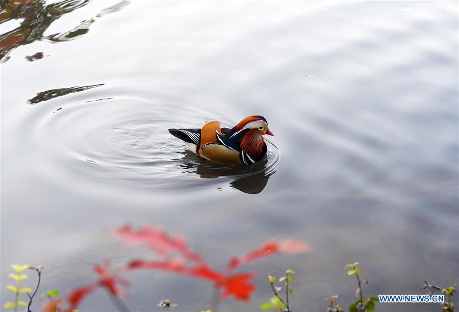 U.S.-NEW YORK-MANDARIN DUCK