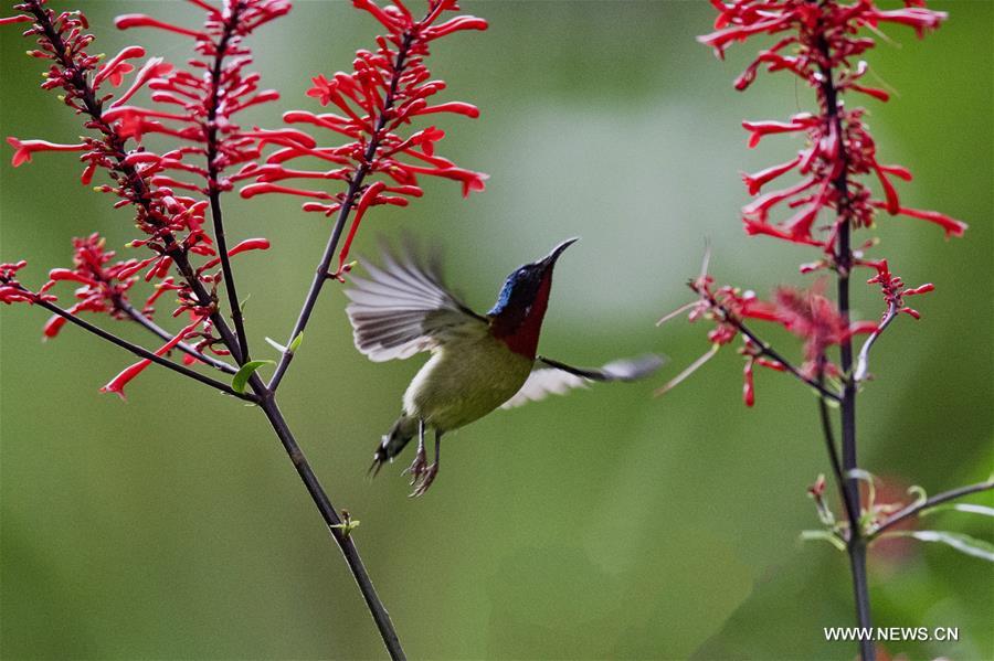 CHINA-FUZHOU-FLOWERS-BIRD (CN) 