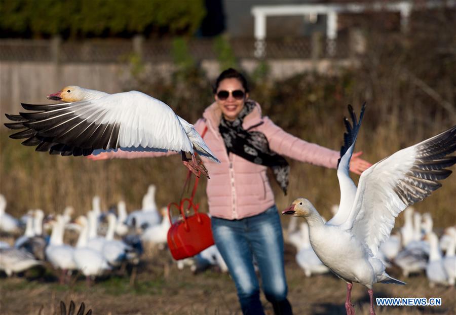 CANADA-RICHMOND-SNOW GEESE