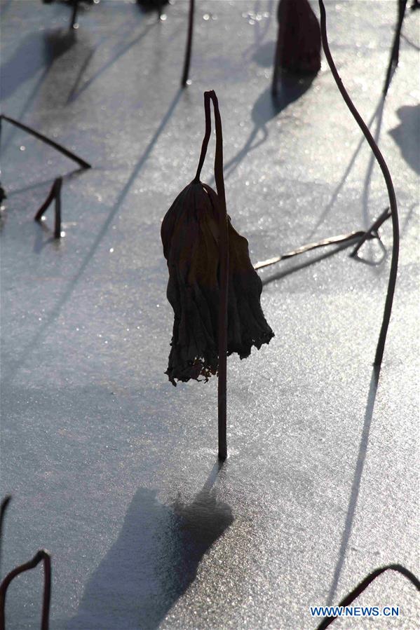 #CHINA-SHANDONG-BINZHOU-WITHERED LOTUS (CN)