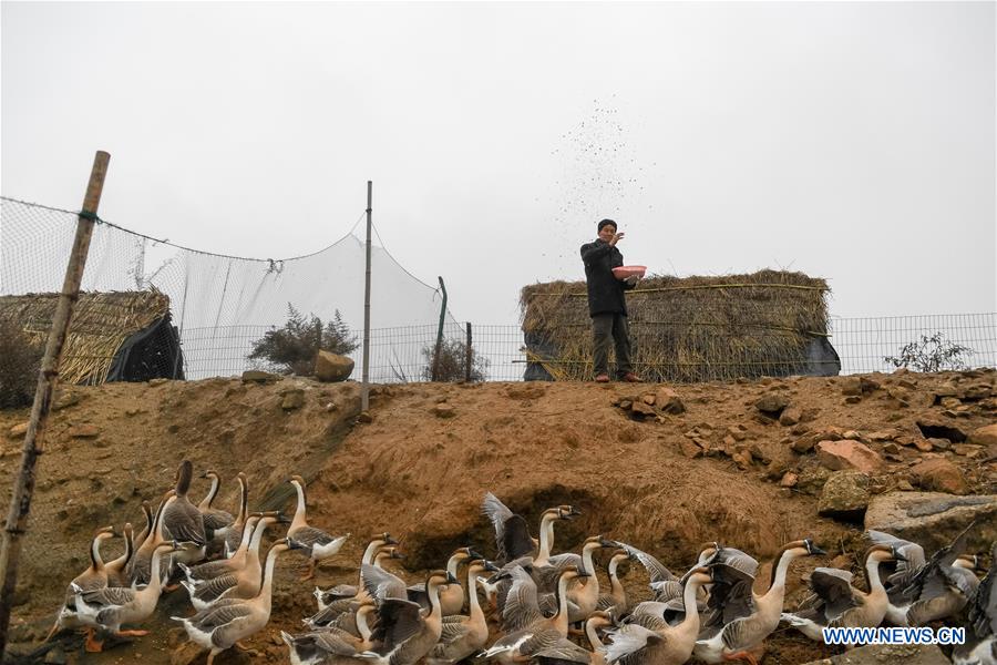 CHINA-ANHUI-MIGRANT BIRD-PROTECTOR (CN)