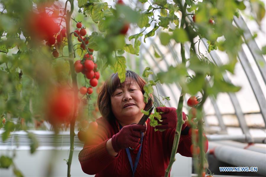 #CHINA-HEBEI-SHIJIAZHUANG-AGRICULTURE (CN)