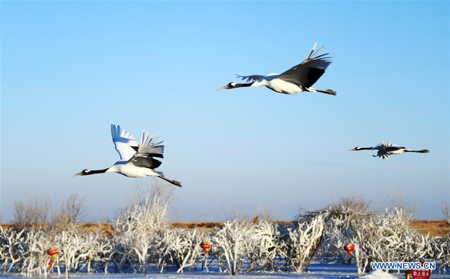 CHINA-HEILONGJIANG-RED-CROWNED CRANES (CN)