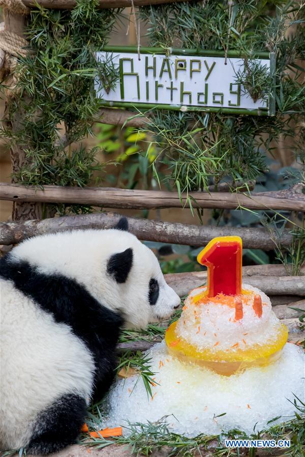 MALAYSIA-KUALA LUMPUR-GIANT PANDA BABY-BIRTHDAY