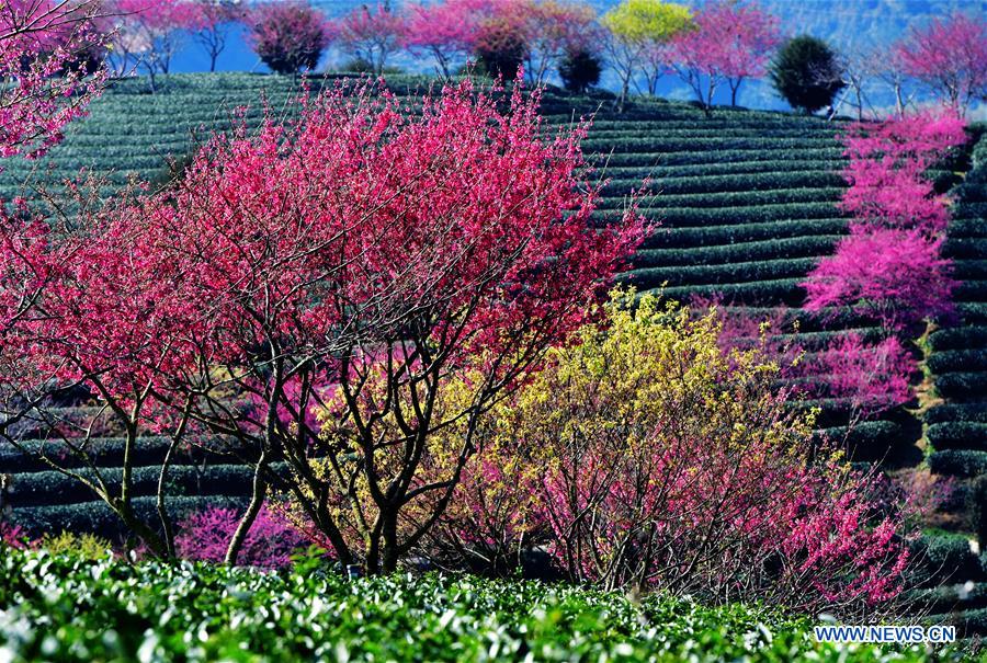 CHINA-FUJIAN-CHERRY-TEA GARDEN (CN)