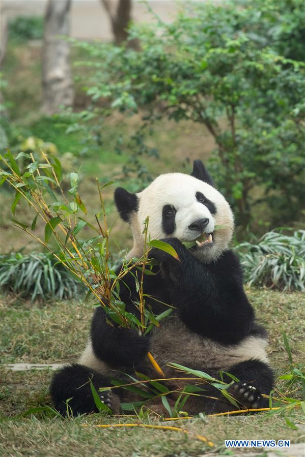 CHINA-MACAO-SPRING FESTIVAL-PANDA PAVILION (CN)