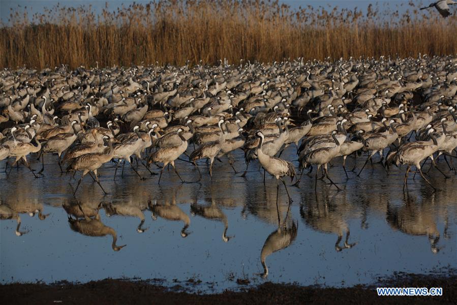 ISRAEL-HULA VALLEY-GRAY CRANES