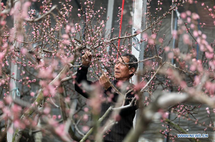 #CHINA-SHANDONG-LINYI-PEACH BLOSSOM (CN)