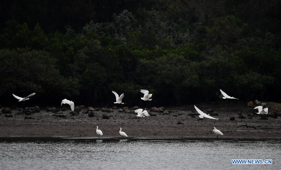 CHINA-HAINAN-SPRING-SPOONBILLS (CN)