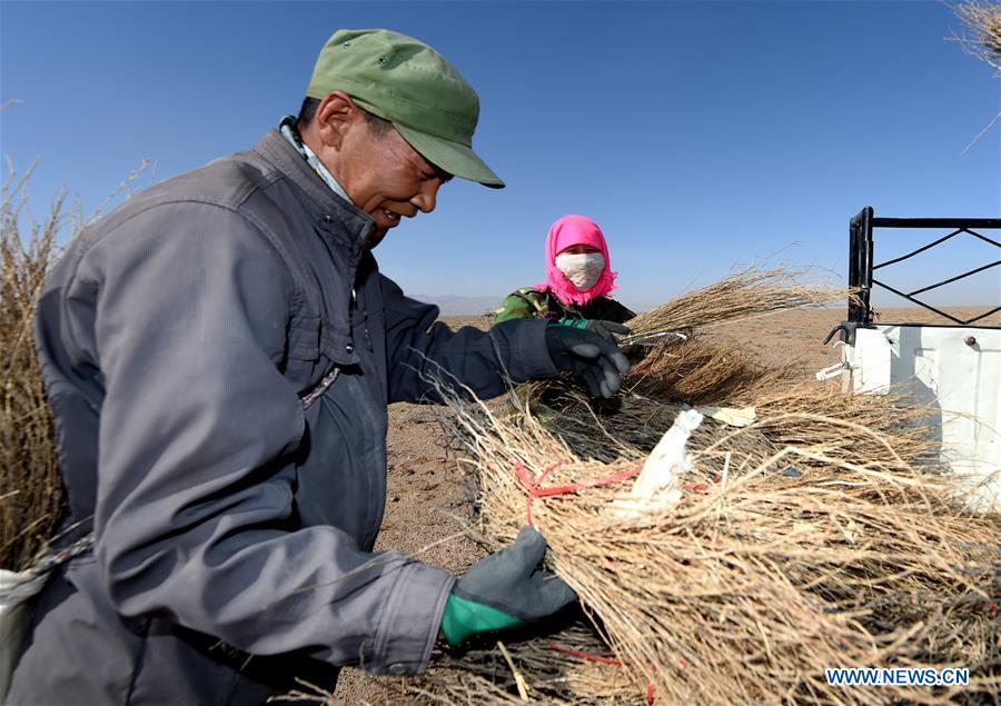 CHINA-INNER MONGOLIA-DESERT-GREENING (CN)