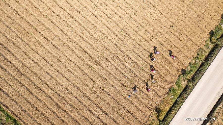 CHINA-CHUNFEN-FARM WORK(CN)