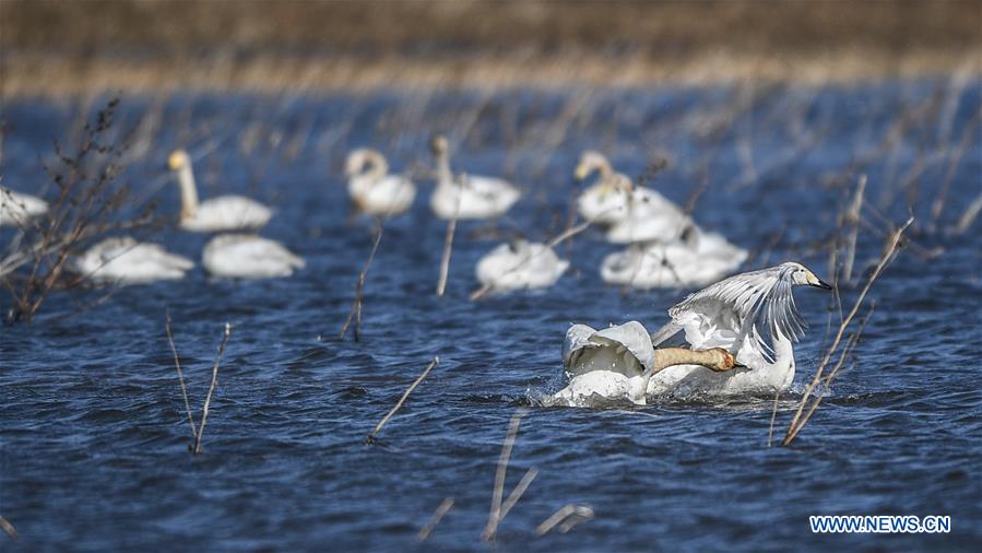 CHINA-LIAONING-RESERVOIR-SWANS (CN)